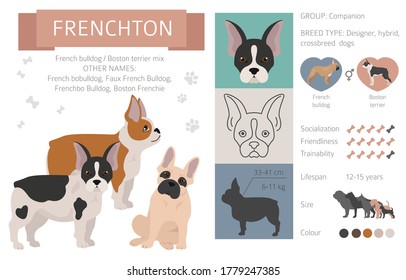 Designer dogs, crossbreed, hybrid mix pooches collection isolated on white. Frenchton flat style clipart infographic. Vector illustration