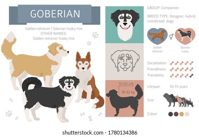 Designer dogs, crossbreed, hybrid mix pooches collection isolated on white. Goberian flat style clipart infographic. Vector illustration