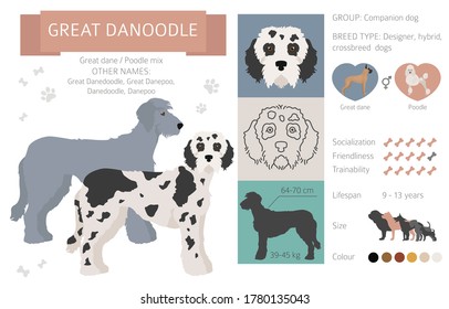 Designer dogs, crossbreed, hybrid mix pooches collection isolated on white. Great danoodle flat style clipart infographic. Vector illustration