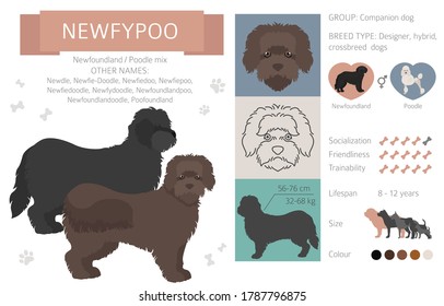 Designer dogs, crossbreed, hybrid mix pooches collection isolated on white. Newfypoo flat style clipart infographic. Vector illustration