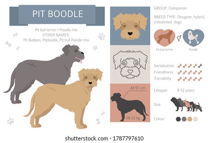 Designer dogs, crossbreed, hybrid mix pooches collection isolated on white. Pit boodle flat style clipart infographic. Vector illustration