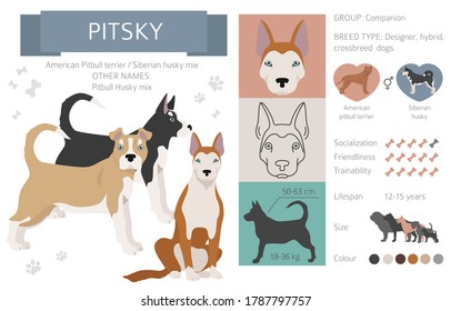 Designer dogs, crossbreed, hybrid mix pooches collection isolated on white. Pitsky flat style clipart infographic. Vector illustration