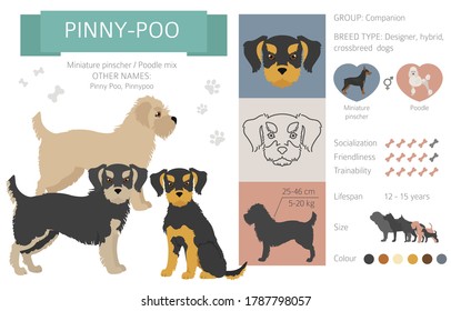 Designer dogs, crossbreed, hybrid mix pooches collection isolated on white. Pinny poo flat style clipart infographic. Vector illustration