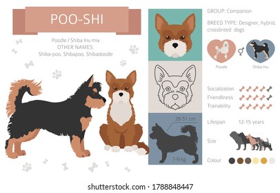 Designer dogs, crossbreed, hybrid mix pooches collection isolated on white. Poo-shi flat style clipart infographic. Vector illustration