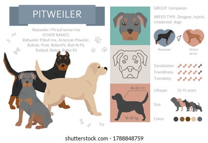 Perros de diseño, colección de pozos mixtos mixtos cruzados e híbridos aislados en blanco. Infografía sobre clipart de Pitweiler de estilo plano. Ilustración del vector