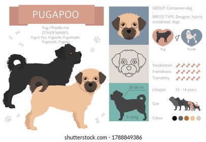 Designer dogs, crossbreed, hybrid mix pooches collection isolated on white. Pugapoo flat style clipart infographic. Vector illustration