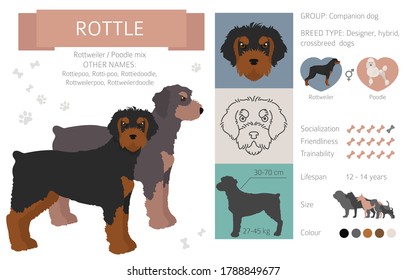 Designer dogs, crossbreed, hybrid mix pooches collection isolated on white. Rottle flat style clipart infographic. Vector illustration