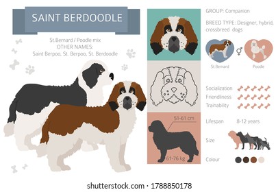 Designer dogs, crossbreed, hybrid mix pooches collection isolated on white. Saint berdoodle flat style clipart infographic. Vector illustration