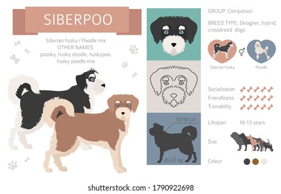 Designer dogs, crossbreed, hybrid mix pooches collection isolated on white. Siberpoo flat style clipart infographic. Vector illustration