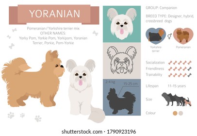 Designer dogs, crossbreed, hybrid mix pooches collection isolated on white. Yoranian clipart infographic. Vector illustration