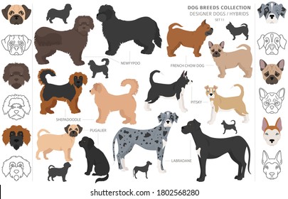 Designer dogs, crossbreed, hybrid mix pooches collection isolated on white. Flat style clipart dog set. Vector illustration