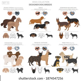 Designer dogs, crossbreed, hybrid mix pooches collection isolated on white. Flat style clipart dog set. Vector illustration