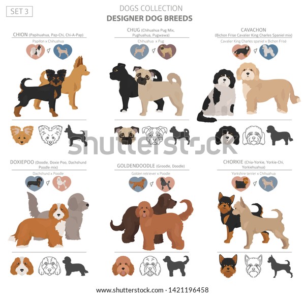 Designer Hunde Gekreuzte Hybride Mischkasten Sammlung Einzeln Stock Vektorgrafik Lizenzfrei