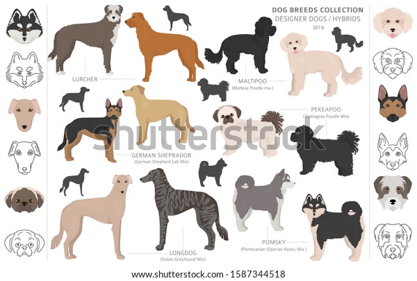 Designer Dogs Crossbreed Hybrid Mix Pooches Stock Vector (Royalty Free ...