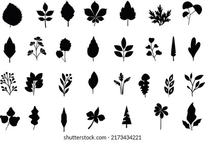 Designer elements set collection of jungle ferns, tropical eucalyptus art natural leaf herbal leaves