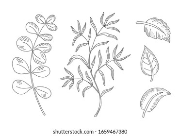 Designer elements set. Collection natural leaves herbs and branch. Hand drawn sketch illustration. Line art style.