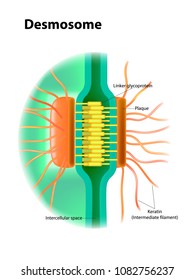 Desmosome structure. Cell junctions