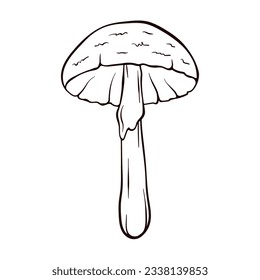 Destroying angel inedible mushroom in engraved style. Amanita bisporigera virosa in line art. Vector illustration isolated on a white background.