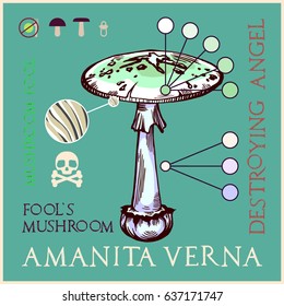 Destroying angel mushroom in engraved style. Subscribed with characteristics and several titles. Vector illustration with infographic elements and lettering.