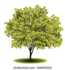 detached tree acacia with green leaves and yellow flowers on a white background