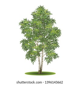 detached tree birch with green leaves on a white background