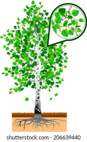 detached tree birch with leaves on a white background
