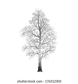 detached tree birch without leaves on a white background