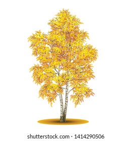 detached tree birch with yellow leaves on a white background
