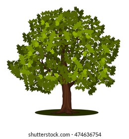 detached tree maple with leaves on a white background