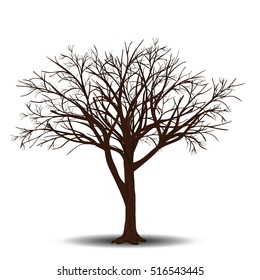 detached tree maple without leaves on a white background