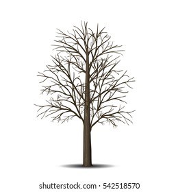 detached tree maple without leaves on a white background