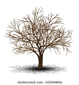 detached tree maple without leaves on a white background