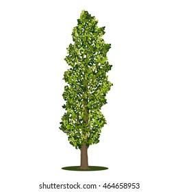 detached tree poplar with green leaves on a white background