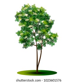 detached tree rowan with green leaves and flowers on a white background