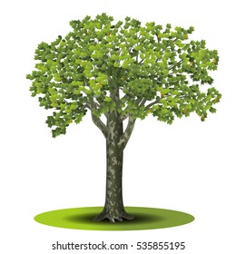 detached tree sycamore with green leaves on a white background