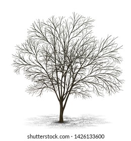 detached tree without leaves with shadow on a white background
