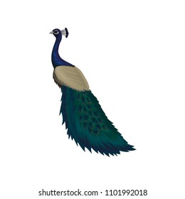 Detaiked flat vector icon of female peacock. Beautiful wild bird with colorful feathers. Element for promo poster or flyer of zoo park