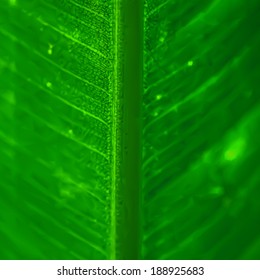 Detail of  fresh leaf. Vector illustration