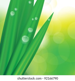 Detail of Green Grass With Dew on Bokeh Background