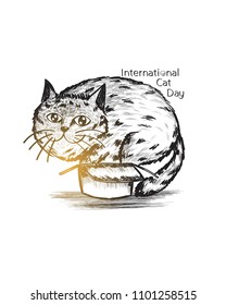 Detail hand drawn cat and box, internatonal cat day, fat, funny