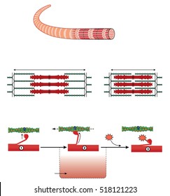 Detail Of A Muscle Sarcomere Showing Thin And Thick Filaments And Mechanism Of Mechanical Contraction