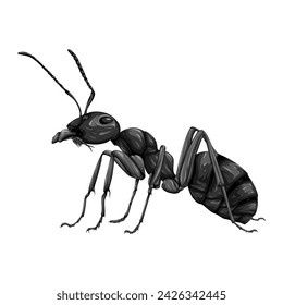 Detail vector illustration of black ant isolated on white background