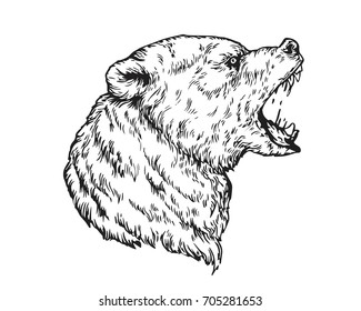 Detail Vintage Realistic Hand Drawing Angry Grizzly Bear Head Illustration