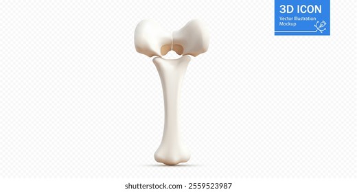 A detailed 3D illustration shows a human femur bone standing upright against a white background, meant for educational and anatomical reference purposes.