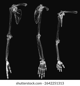 A detailed 3D model of a human skeleton on a black background highlights the intricate anatomy of bones and joints. The hand bones are clearly visible, showcasing phalanges and metacarpals.