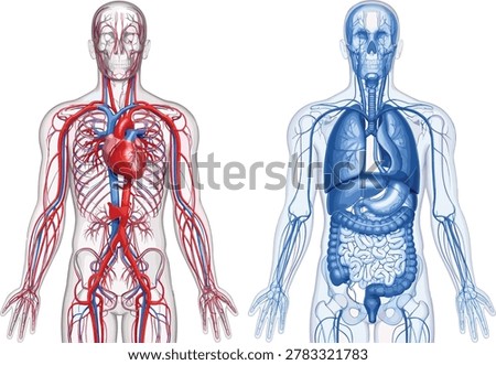 Detailed 3d render of human anatomy showcasing the circulatory and digestive systems, isolated on a white background.