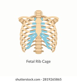 Detailed 3D rendering of a fetal rib cage anatomy with highlighted ribs and sternum
