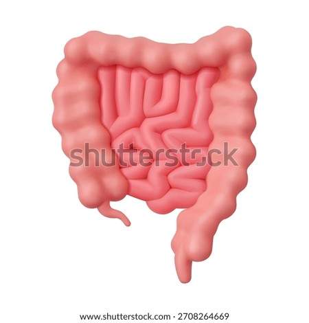 Detailed 3D rendering of human intestines showcasing the structure of the digestive system. The image highlights the large intestines with realistic details.