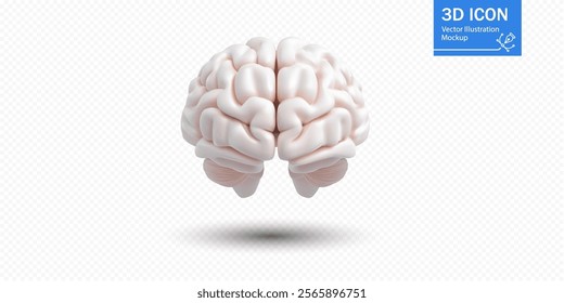 A detailed 3D rendering of a white human brain model, suspended above a minimalist background. This visual is suitable for educational materials and creative designs.