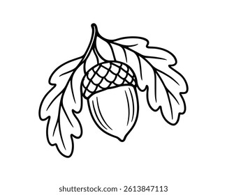 Detailed acorn on branch vector design art.